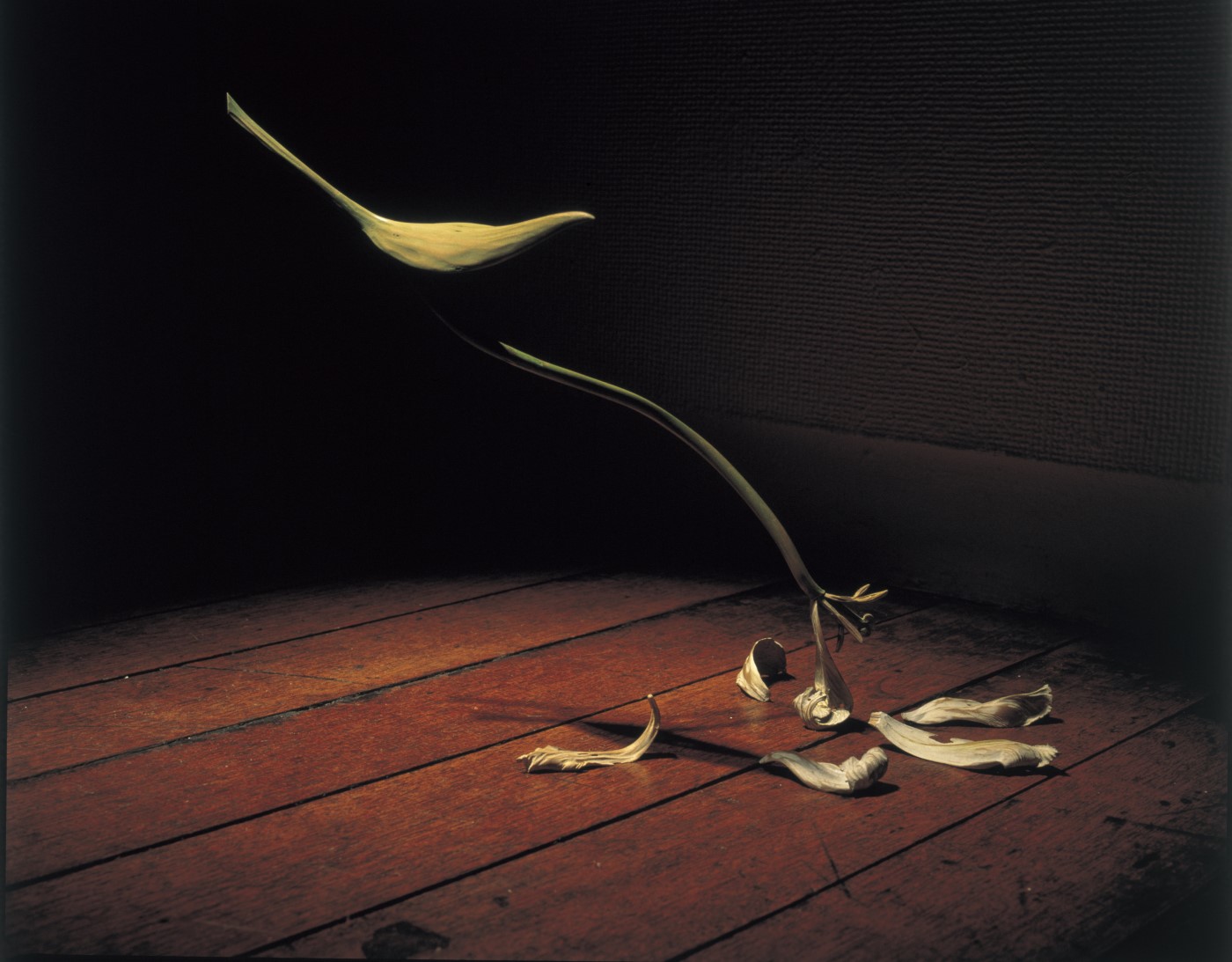 須田悦弘　《チューリップ》　1996年　岩絵具・木　練馬区立美術館蔵　© Yoshihiro Suda / Courtesy of Gallery Koyanagi