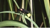 【募集終了】ホタルの夕べ